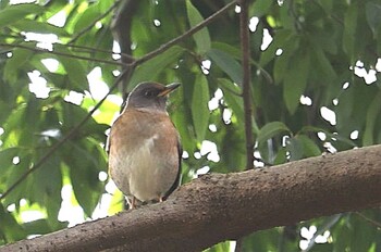 Pale Thrush 哲学堂公園 Mon, 2/7/2022