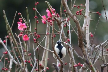 Japanese Tit 哲学堂公園 Mon, 2/7/2022