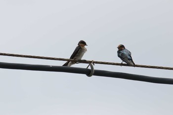 Pacific Swallow Ishigaki Island Tue, 7/18/2017