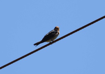 Pacific Swallow Ishigaki Island Thu, 7/20/2017