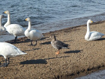 2021年12月29日(水) 猪苗代湖の野鳥観察記録