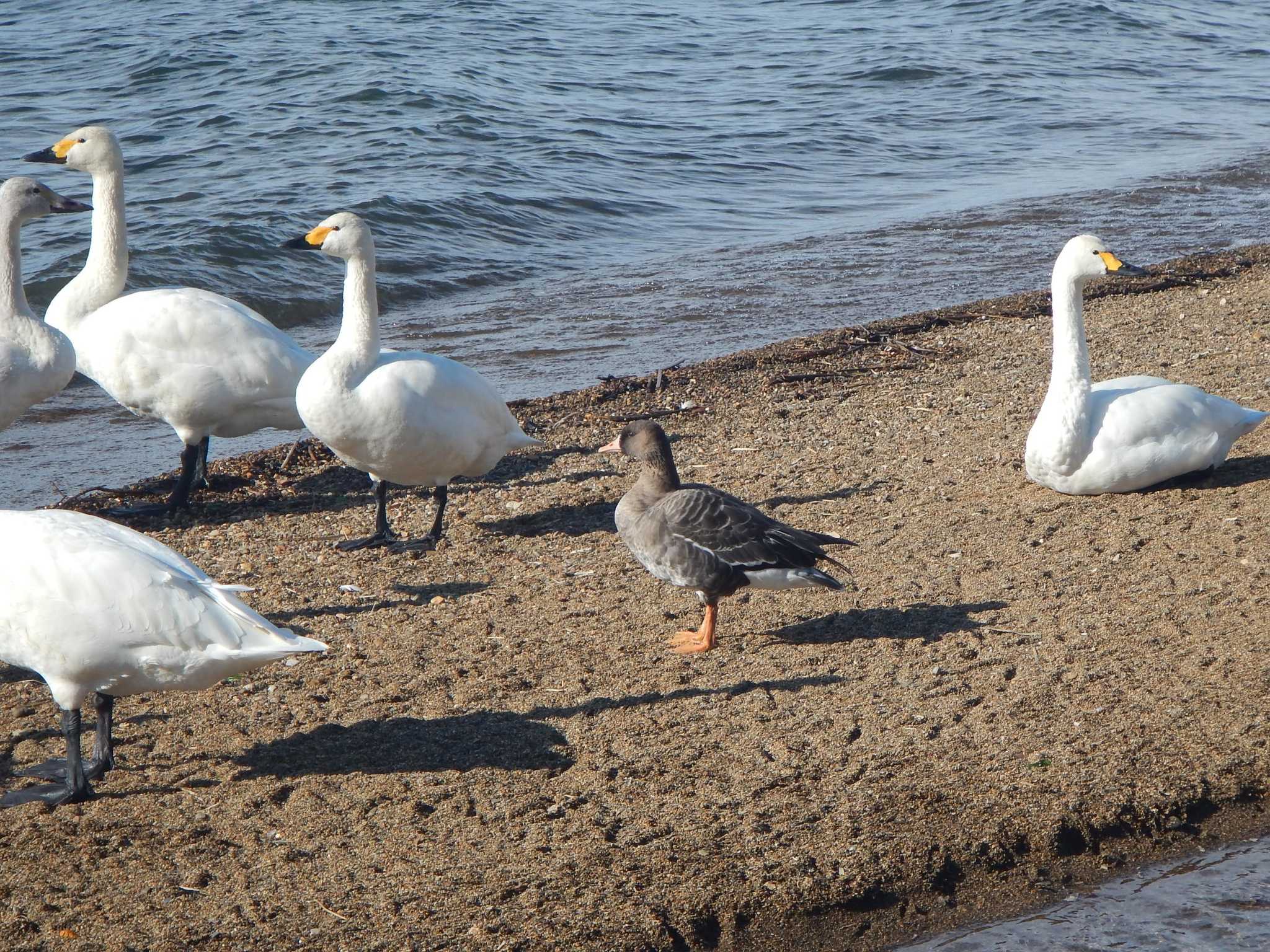 Greater White-fronted Goose