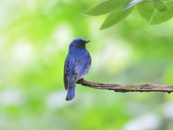 Blue-and-white Flycatcher Hinohara Tomin no mori Thu, 6/3/2021