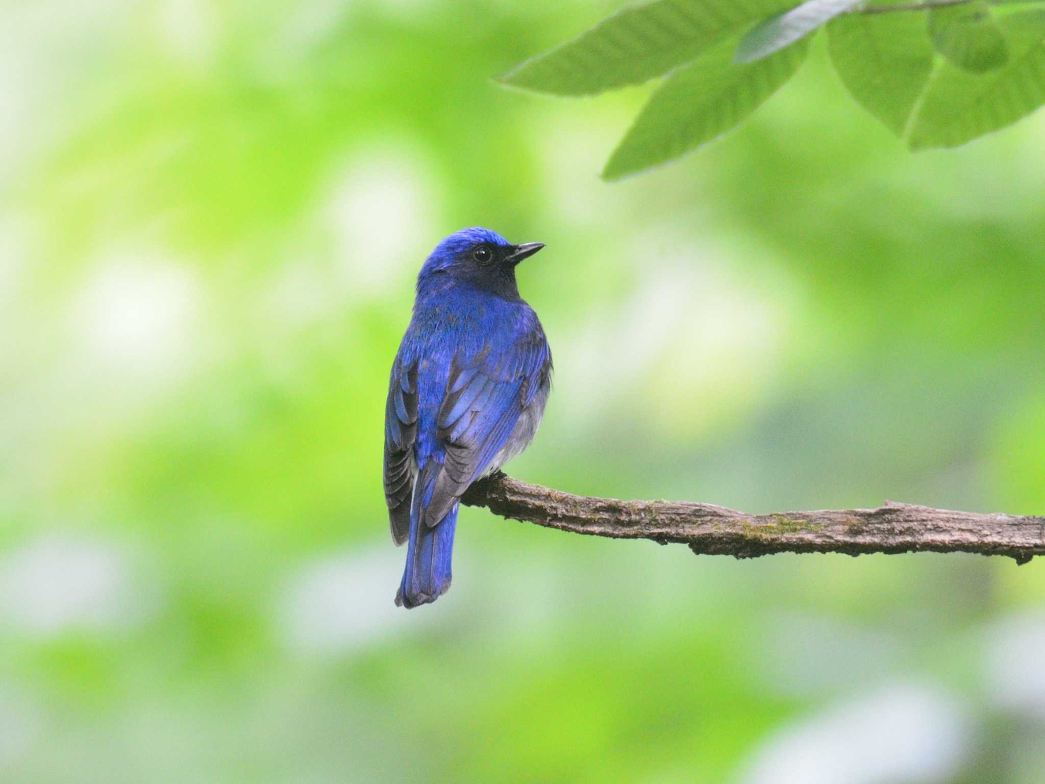 冬鳥最盛期に夏鳥を想う君へ by 80%以上は覚えてないかも