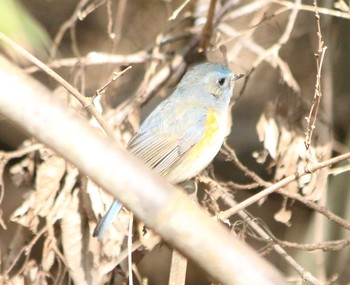 ルリビタキ 秋ヶ瀬公園 2017年2月27日(月)