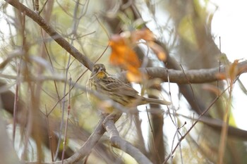 2022年1月16日(日) くろんど園地の野鳥観察記録