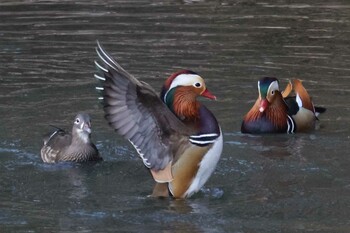 オシドリ 千里中央公園(大阪府豊中市) 2022年2月6日(日)