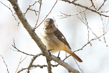 ジョウビタキ 大阪南港野鳥園 2022年2月6日(日)