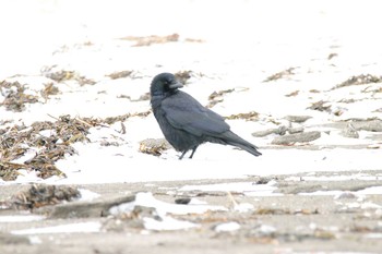 ワタリガラス 春国岱原生野鳥公園(根室) 2016年12月29日(木)