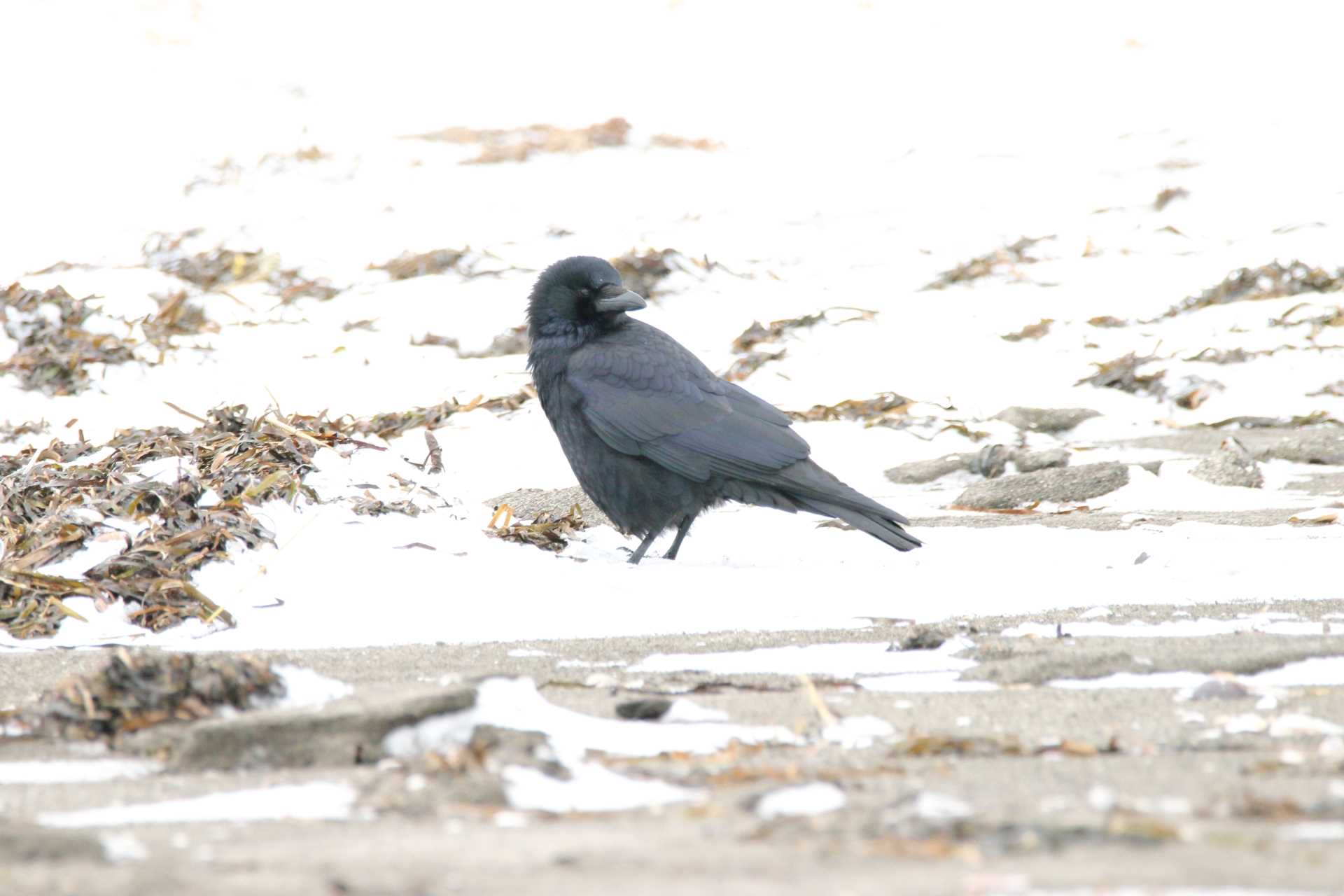 春国岱原生野鳥公園(根室) ワタリガラスの写真 by マイク