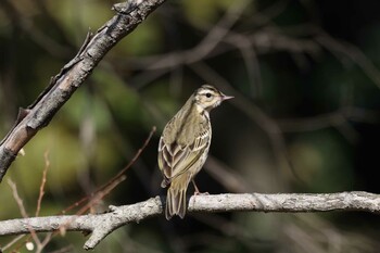 ビンズイ 大阪南港野鳥園 2022年2月6日(日)