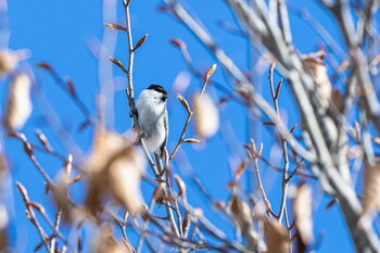 コガラ 大沼公園(北海道七飯町) 2022年1月31日(月)