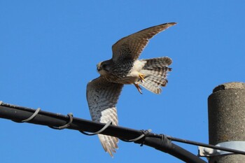 チョウゲンボウ 浮島ヶ原自然公園 2022年2月6日(日)