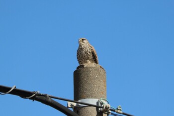 Common Kestrel 浮島ヶ原自然公園 Sun, 2/6/2022