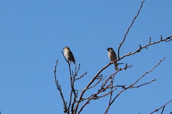 Russet Sparrow 浮島ヶ原自然公園 Sun, 2/6/2022