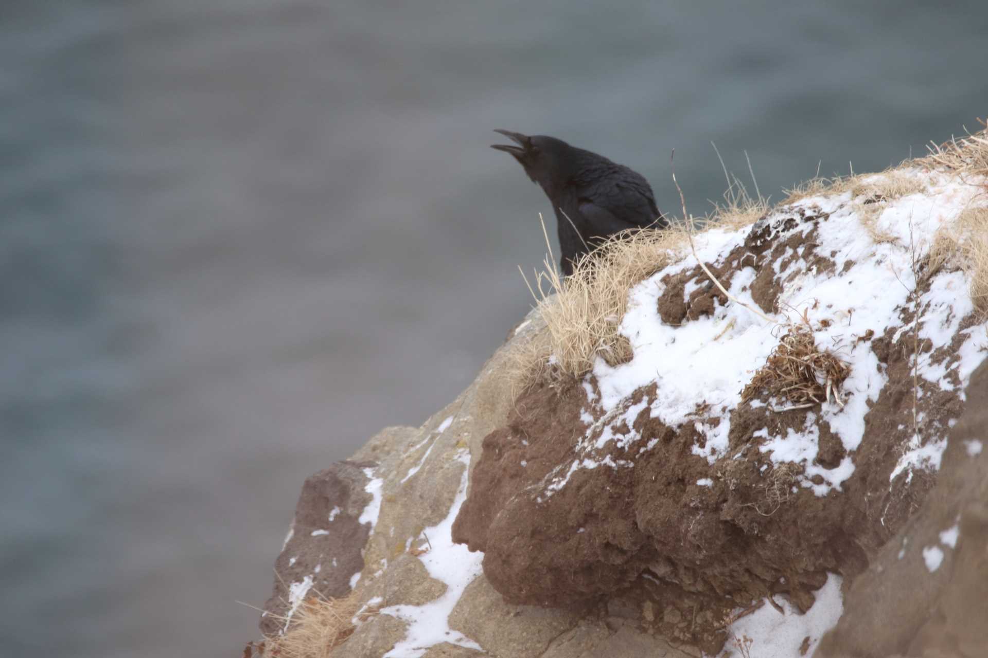 Photo of Northern Raven at 能取岬(網走市) by マイク