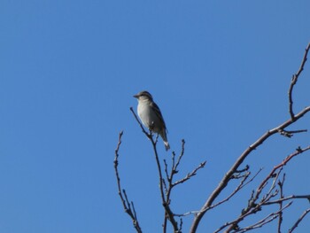 Russet Sparrow 浮島ヶ原自然公園 Sun, 2/6/2022