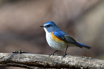 Red-flanked Bluetail 近所の公園 Sun, 2/6/2022