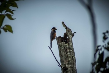 Varied Tit 馬見丘陵公園 Wed, 8/16/2017