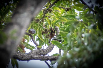 Varied Tit 馬見丘陵公園 Wed, 8/16/2017