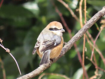 Bull-headed Shrike Kitamoto Nature Observation Park Sun, 2/6/2022