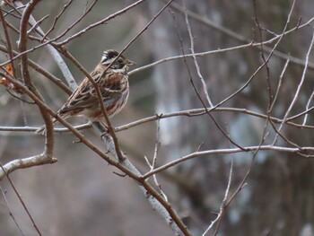 Rustic Bunting Kitamoto Nature Observation Park Sun, 2/6/2022