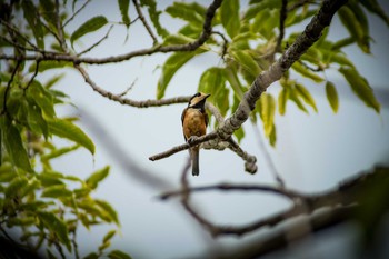 Varied Tit 馬見丘陵公園 Wed, 8/16/2017