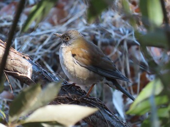 Pale Thrush Kitamoto Nature Observation Park Sun, 2/6/2022