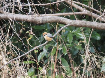 Bull-headed Shrike Kitamoto Nature Observation Park Sun, 2/6/2022