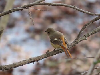 Daurian Redstart Kitamoto Nature Observation Park Sun, 2/6/2022