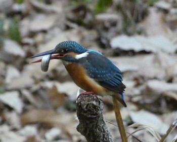 2022年2月6日(日) 東高根森林公園の野鳥観察記録