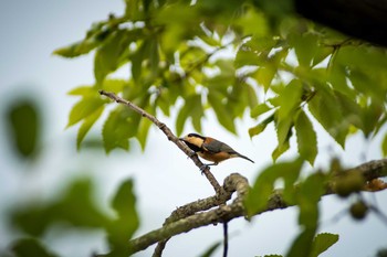 Varied Tit 馬見丘陵公園 Wed, 8/16/2017