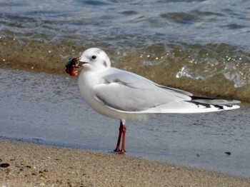 2022年2月6日(日) 五主海岸の野鳥観察記録