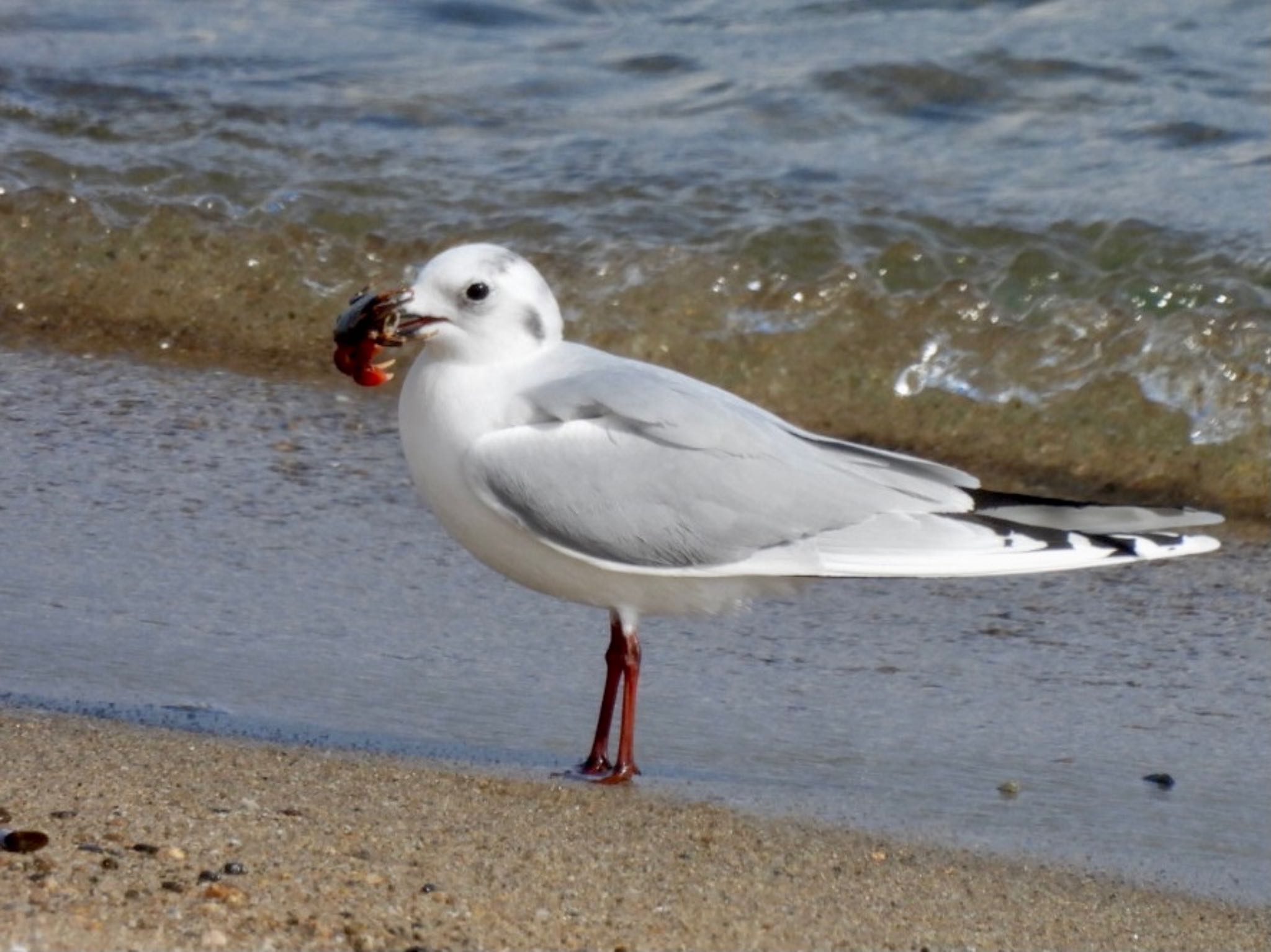 Saunders's Gull