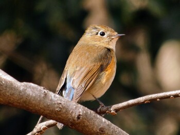 2022年2月6日(日) 狭山丘陵の野鳥観察記録