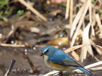 Red-flanked Bluetail Kitamoto Nature Observation Park Sun, 2/6/2022