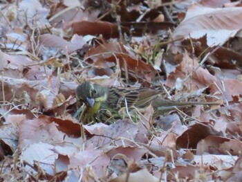 Masked Bunting Kitamoto Nature Observation Park Sun, 2/6/2022