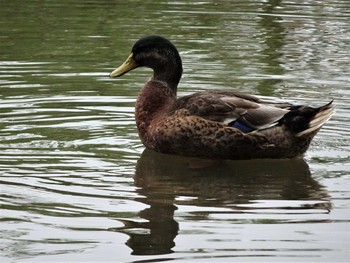 Mallard Shakujii Park Sun, 8/20/2017