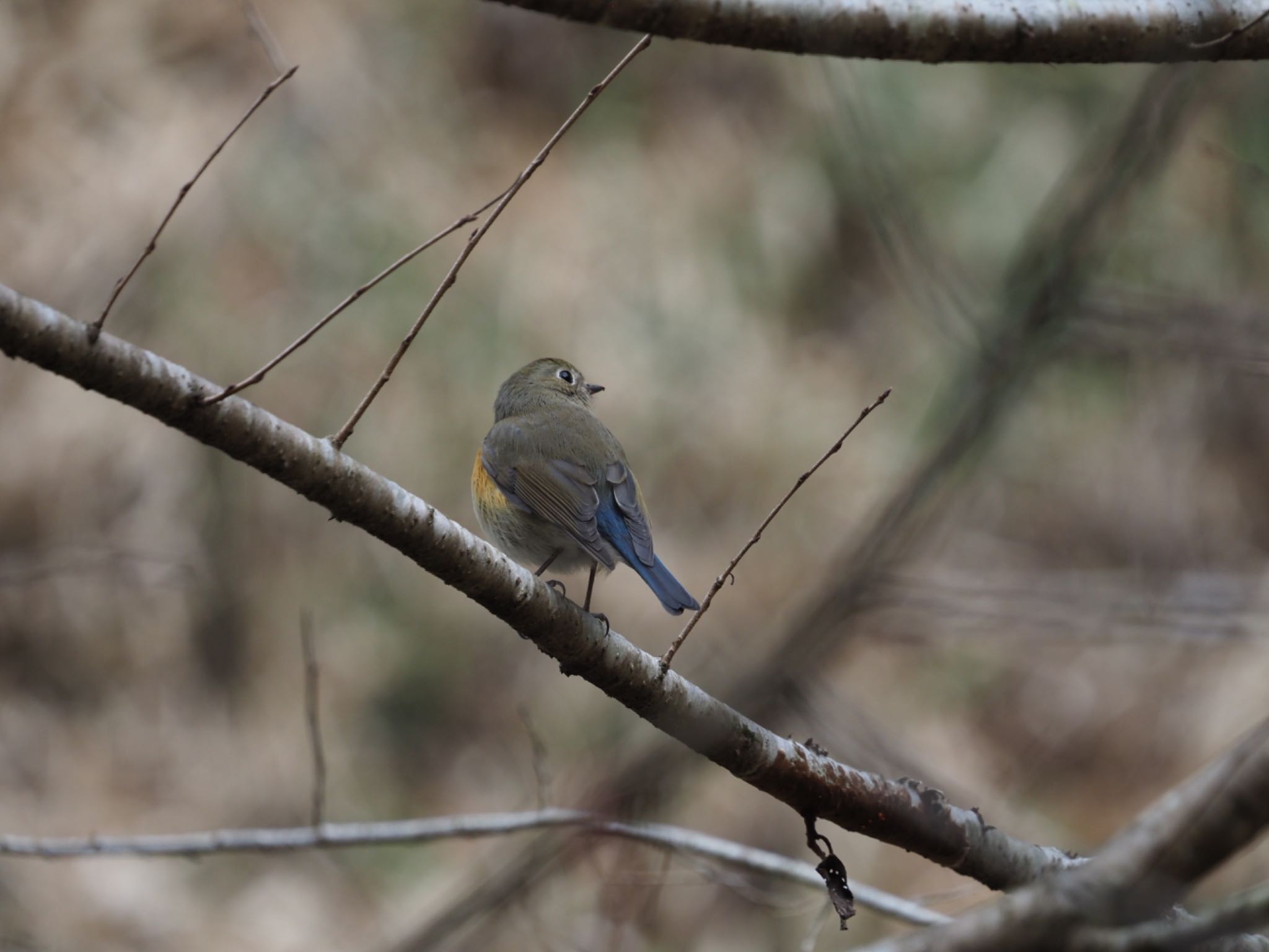 Photo of Red-flanked Bluetail at 多摩森林科学園 by shu118