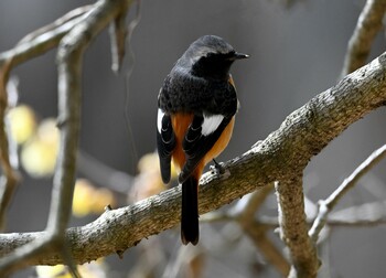 ジョウビタキ 栃木県 2022年2月5日(土)