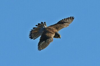 チョウゲンボウ 場所が不明 撮影日未設定