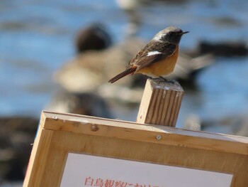 2022年2月6日(日) 多々良沼の野鳥観察記録