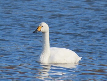 Tundra Swan 多々良沼 Sun, 2/6/2022