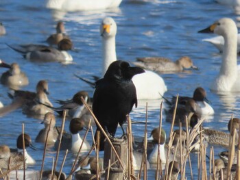 Large-billed Crow 多々良沼 Sun, 2/6/2022