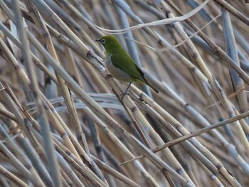 Warbling White-eye 多々良沼 Sun, 2/6/2022