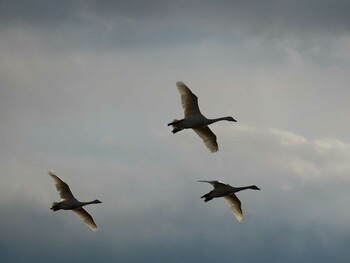 Tundra Swan 多々良沼 Sun, 2/6/2022