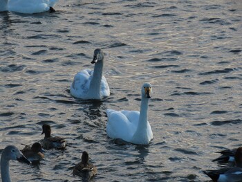 Tundra Swan 多々良沼 Sun, 2/6/2022