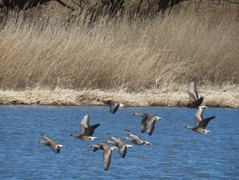 Greater White-fronted Goose 多々良沼 Sun, 2/6/2022