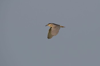 Black-crowned Night Heron 栃木県 Fri, 8/18/2017