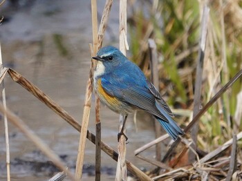 Red-flanked Bluetail Kitamoto Nature Observation Park Sun, 2/6/2022